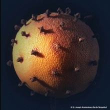 Virus oder Apfelsine mit Nelken? 